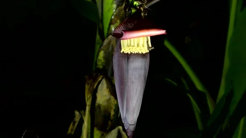 Bats as pollinators, Malaysia Video stock 180339718