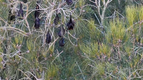 Bats Resting in Tree Canopy at Dusk | Stock Video | Pond5