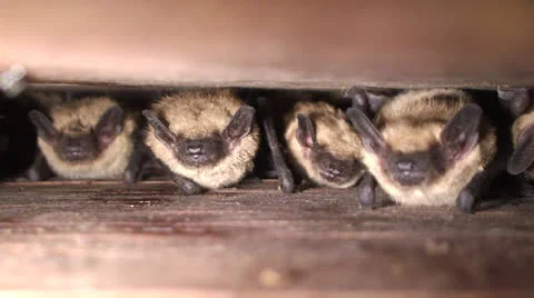 Bats Roosting In Batbox Stockbeeldmateriaal 24777967