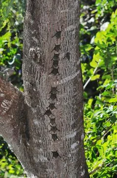 Bats in a row on tree trunk Stock Photos