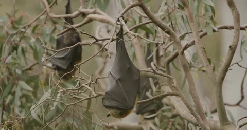 Bats Sleelping During the  Day, Close Up Vídeo Stock 329234552