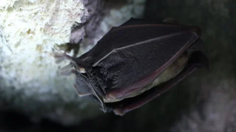 Bats sleep in dungeon upside down, wrapped in wings Vídeo Stock 106399286