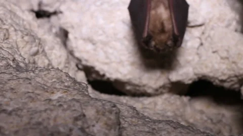 Bats sleep in dungeon upside down, wrapped in wings Vídeo Stock 106469170