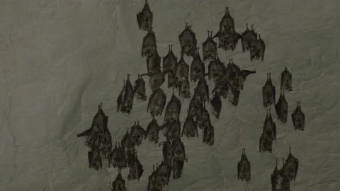 Bats sleeping in a cave Stock Footage 149994067