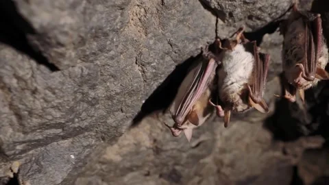 Bats sleeping in a cave in the winter. The camera is in motion. Stock Footage 147331762