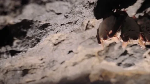 Bats sleeping in a cave in the winter. The camera is in motion. Video stock 147331865