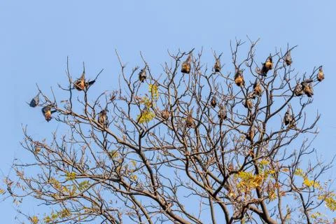 Bats sleeping on tree branches on daylight isolated on blue sky Stock Photos