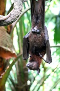 Bats is sleeping on tree Stock Photos