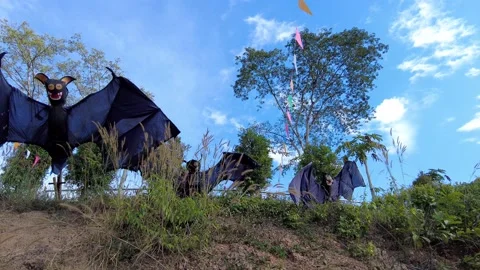 Bats on the slope Stock Footage 148731885