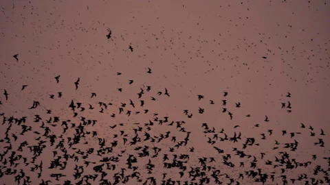 Bats in slow motion during sunset Stock Footage 236747064
