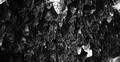 Bats swarm b&w hanging and flying close up at bat cave wall in Indonesia Photo