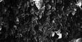 Bats swarm b&w hanging and flying close up at bat cave wall in Indonesia Photo