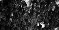 Bats swarm b&w hanging and flying close up at bat cave wall in Indonesia Photo