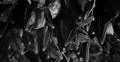 Bats swarm b&w hanging and flying close up at bat cave wall in Indonesia Photo
