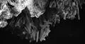 Bats swarm b&w hanging and flying close up at bat cave wall in Indonesia Photo