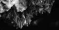 Bats swarm b&w hanging and flying close up at bat cave wall in Indonesia Photo