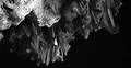 Bats swarm b&w hanging and flying close up at bat cave wall in Indonesia Photo