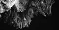 Bats swarm b&w hanging and flying close up at bat cave wall in Indonesia Photo