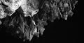 Bats swarm b&w hanging and flying close up at bat cave wall in Indonesia Photo