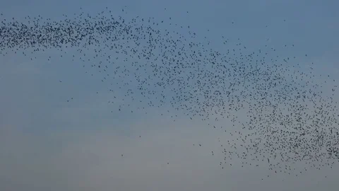 Bats swarm flying in evening sky Stock Footage 80268433