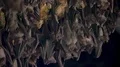 Bats swarm hanging and flying close up at bat cave wall in Indonesia 4k or 4k+ Resolution