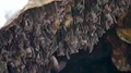 Bats swarm hanging and flying close up at bat cave wall in Indonesia 4k or 4k+ Resolution