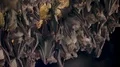 Bats swarm hanging and flying close up at bat cave wall in Indonesia 4k or 4k+ Resolution
