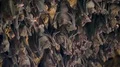 Bats swarm hanging and flying close up at bat cave wall in Indonesia 4k or 4k+ Resolution