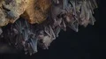 Bats swarm hanging and flying close up at bat cave wall in Indonesia 4k or 4k+ Resolution