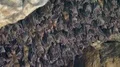 Bats swarm hanging and flying close up at bat cave wall in Indonesia 4k or 4k+ Resolution