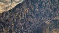 Bats swarm hanging and flying close up at bat cave wall in Indonesia 4k or 4k+ Resolution