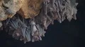 Bats swarm hanging and flying close up at bat cave wall in Indonesia 4k or 4k+ Resolution