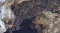 Bats swarm hanging and flying close up at bat cave wall in Indonesia 4k or 4k+ Resolution