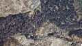 Bats swarm hanging and flying close up at bat cave wall in Indonesia 4k or 4k+ Resolution