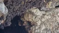 Bats swarm hanging and flying close up at bat cave wall in Indonesia 4k or 4k+ Resolution