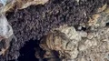 Bats swarm hanging and flying close up at bat cave wall in Indonesia HD Footage
