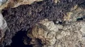 Bats swarm hanging and flying close up at bat cave wall in Indonesia HD Footage