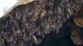 Bats swarm hanging and flying close up at bat cave wall in Indonesia HD Footage