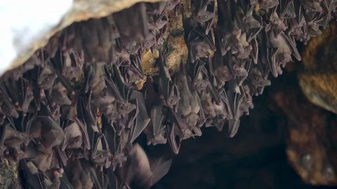 Bats Swarm Hanging And Flying Close Up A 