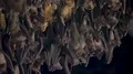 Bats swarm hanging and flying close up at bat cave wall in Indonesia HD Footage