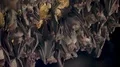 Bats swarm hanging and flying close up at bat cave wall in Indonesia HD Footage