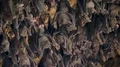 Bats swarm hanging and flying close up at bat cave wall in Indonesia HD Footage