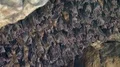 Bats swarm hanging and flying close up at bat cave wall in Indonesia HD Footage