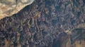 Bats swarm hanging and flying close up at bat cave wall in Indonesia HD Footage