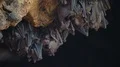 Bats swarm hanging and flying close up at bat cave wall in Indonesia HD Footage