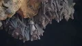 Bats swarm hanging and flying close up at bat cave wall in Indonesia HD Footage