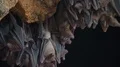 Bats swarm hanging and flying close up at bat cave wall in Indonesia HD Footage