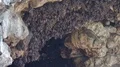 Bats swarm hanging and flying close up at bat cave wall in Indonesia HD Footage