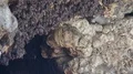 Bats swarm hanging and flying close up at bat cave wall in Indonesia HD Footage