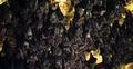 Bats swarm hanging and flying close up at bat cave wall in Indonesia Photo